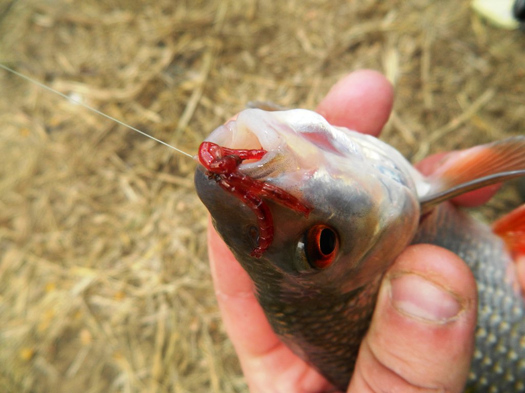 Ловля в проводку ранней весной  (3).jpg